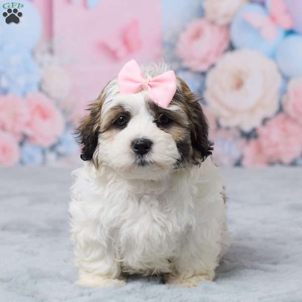 Mindy, Teddy Bear Puppy